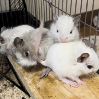 【東京都】デグー/6月6日生まれ/性別不明