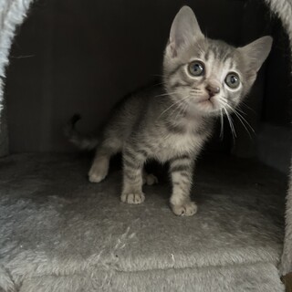 1ヶ月半兄弟①グレーキジ