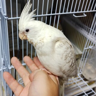 里親決定しました