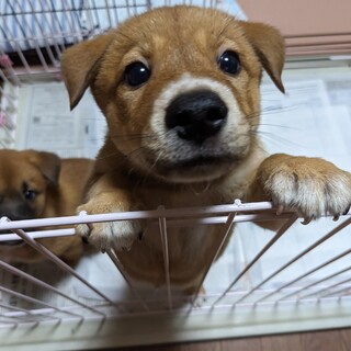 兄弟一緒に家族に迎えられました。