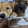兄弟一緒に家族に迎えられました。 サムネイル3