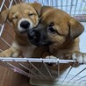 兄弟一緒に家族に迎えられました。 サムネイル6