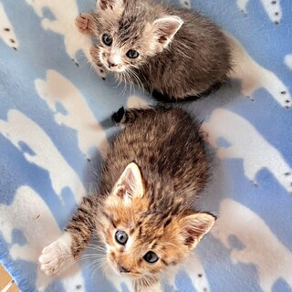 慣れて可愛いキジトラミズキ君とサバ白りんちゃん