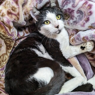 仮名かくれんぼ君