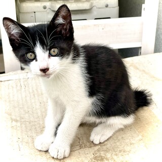 生後2ヶ月ハチワレ元気な男の子