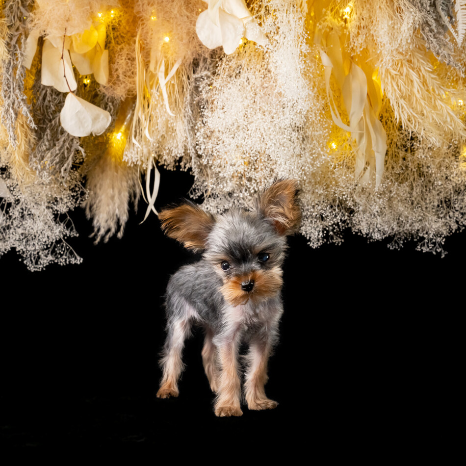 遥香(はるか)のカバー写真