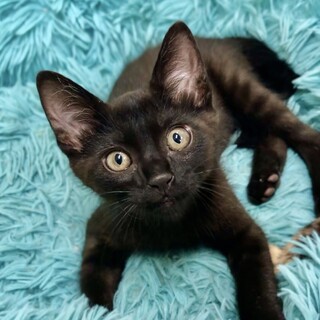 元気いっぱい！黒猫の男の子・2ヶ月⭐️