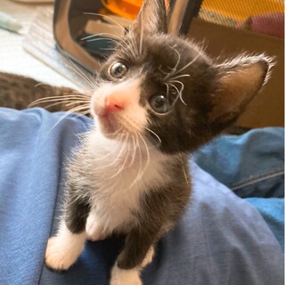  仲良し3兄妹★しんも君★賢くて性格花丸