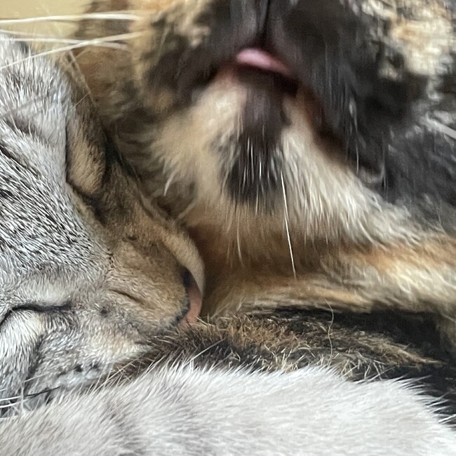 くりきんとのカバー写真