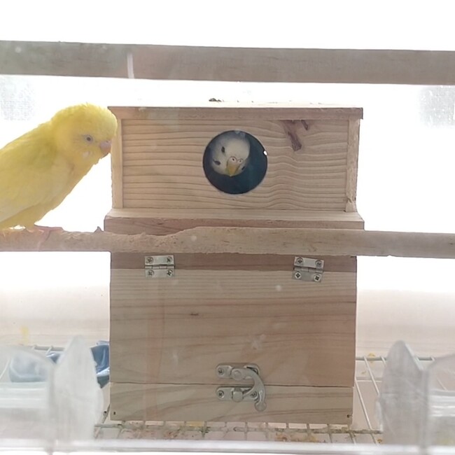 みんこまんじゅうのカバー写真