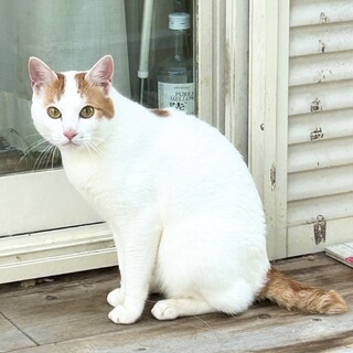 【里親募集】人慣れ抜群ハチワレ白茶くん