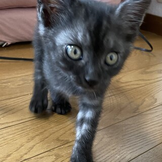 黒トラ男の子　3ヶ月くらい
