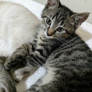 どんぐり4きょうだい　ぶる　です