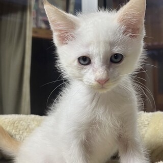 ぱーる君、4ヶ月に元気な男の子