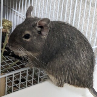 ものすごく人懐っこい！！デグーのオス10ヶ月！！