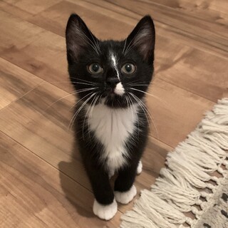 お顔のラインが個性的✨やんちゃな子猫おーたくん