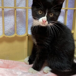 ハチワレ2ヶ月女の子元気いっぱいです