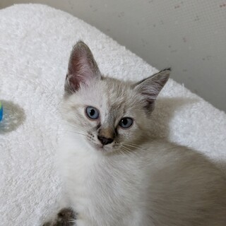 どんぐり4きょうだい　めろ　です