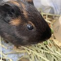 モルモット
