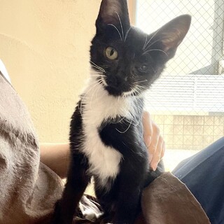 里親決定。ジョー子ちゃん