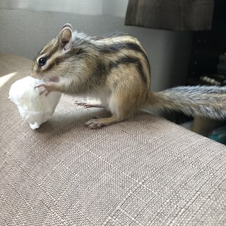 シマリス　オス