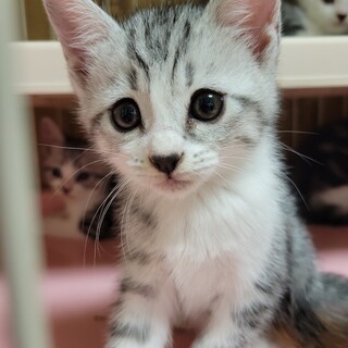 7/9さいたま市岩槻区参加　夏帆(かほ）ちゃん