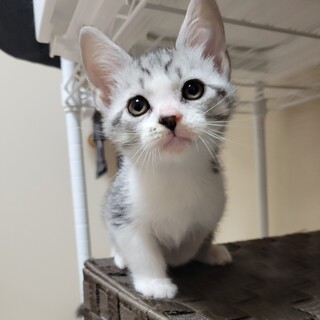 7/16荒川区西尾久参加　ブル丸くん