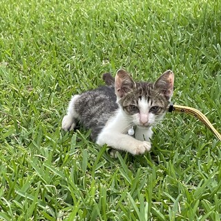 人懐っこくてかしこい子です