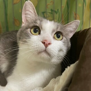 甘えん坊★グリフィス君