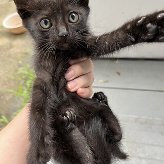 黒猫の男の子