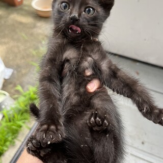 黒猫の男の子です