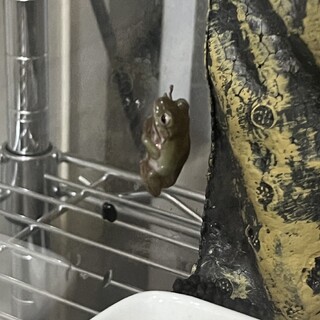 イエアメガエルの赤ちゃん