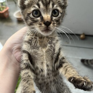 キジトラの女の子