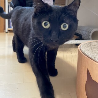 りんご猫のみやびちゃん