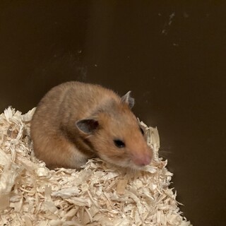 ゴールデンハムスターの女の子3匹