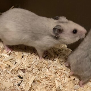 ゴールデンハムスターグレーの男の子2匹