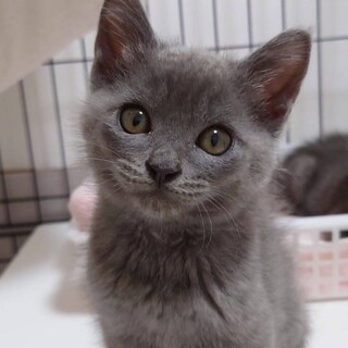 積極的でおおらかお膝で甘えます★福くん