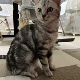 ★長足マンチカンの女の子★