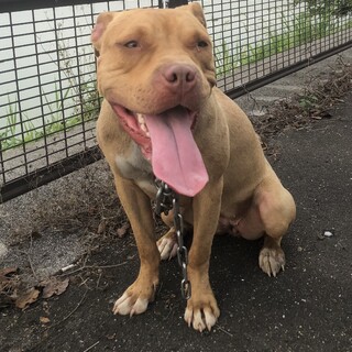 飼い主様一身上都合により出戻ったピット子犬『茶茶』