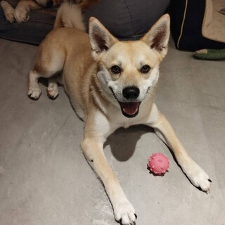 みんなを楽しい気分にしてくれる天真爛漫なペロ君