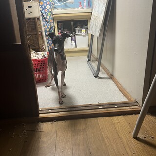 イタリアン・グレーハウンド　保護しました。