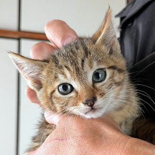 小顔のキジちゃん