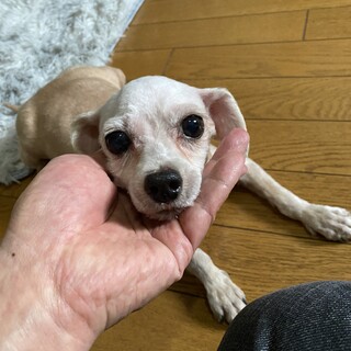 マルプーのプーコちゃん