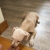 マルプーのプーコちゃん サムネイル2