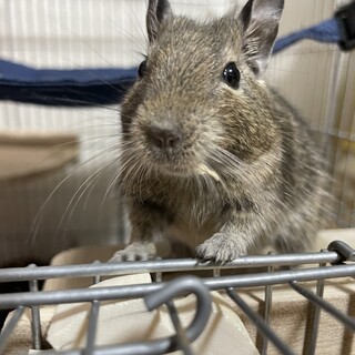 デグー 1才10ヶ月 メス