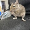 デグー 1才10ヶ月 メス サムネイル3