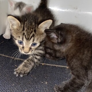 子猫の行き先が決まりました。ありがとうございました