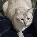 去勢済み。2歳オス猫