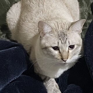 去勢済み。2歳オス猫