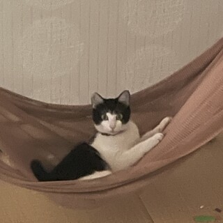 ハチワレ　女の子。